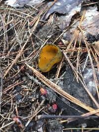 Caloscypha fulgens image