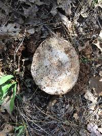 Amanita velosa image