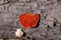 Pycnoporus cinnabarinus image