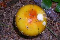 Amanita muscaria var. guessowii image