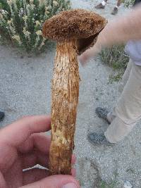 Battarrea phalloides image
