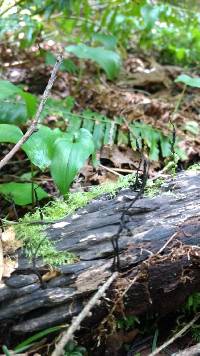 Xylaria hypoxylon image