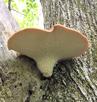 Polyporus squamosus image