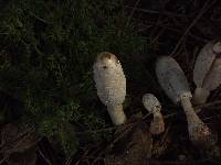 Coprinus comatus image