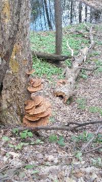 Thumbnail image of current specimen