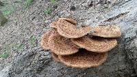 Polyporus squamosus image