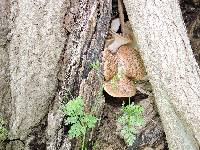 Thumbnail image of current specimen