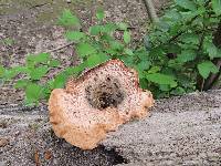 Polyporus squamosus image