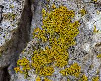Xanthoria weberi image