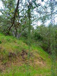 Ramalina menziesii image