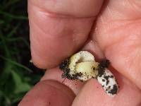 Bolbitius titubans image