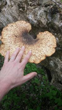 Polyporus squamosus image