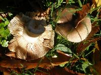Russula amoenolens image