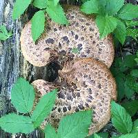 Polyporus squamosus image
