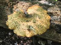 Polyporus squamosus image