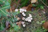 Lycoperdon pyriforme image