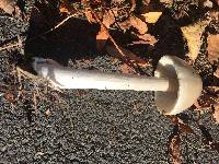 Volvariella gloiocephala image