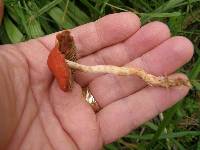 Leratiomyces ceres image