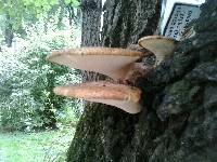 Polyporus squamosus image
