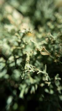 Cladonia furcata image