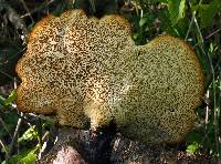 Polyporus squamosus image