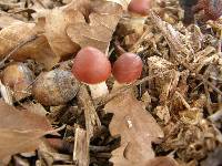 Leratiomyces ceres image