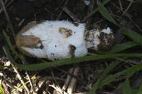 Coprinus comatus image