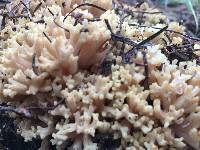 Media resource of Ramaria magnipes