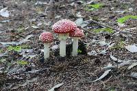 Amanita muscaria image