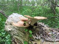 Polyporus squamosus image
