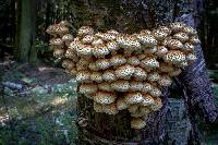 Pholiota squarrosa image