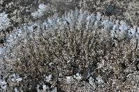 Parmelia saxatilis image