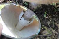 Amanita amerirubescens image