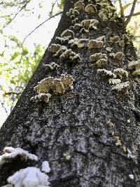 Schizophyllum commune image