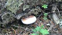 Fomitopsis pinicola image