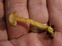 Chalciporus piperatus image