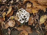Ileodictyon cibarium image