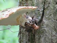 Polyporus squamosus image