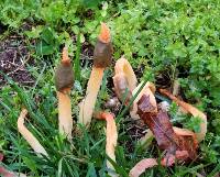 Phallus rubicundus image