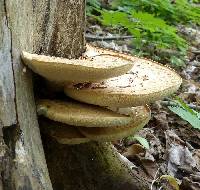 Polyporus squamosus image