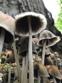 Coprinellus micaceus image
