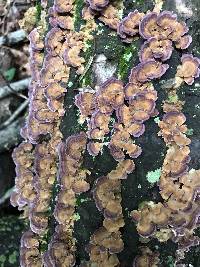 Thumbnail image of current specimen