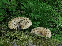 Polyporus squamosus image