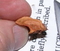 Pycnoporus coccineus image