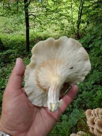 Pleurotus ostreatus image
