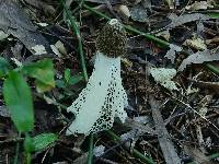 Phallus indusiatus image