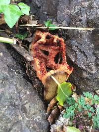 Clathrus ruber image