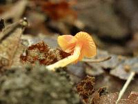 Mycena acicula image