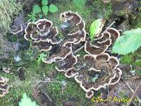 Trametes versicolor image
