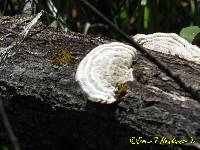Trametes gibbosa image